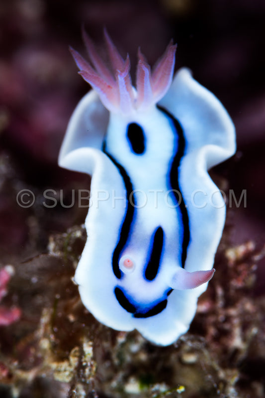 nudibranch chromodoris lochi Rudman