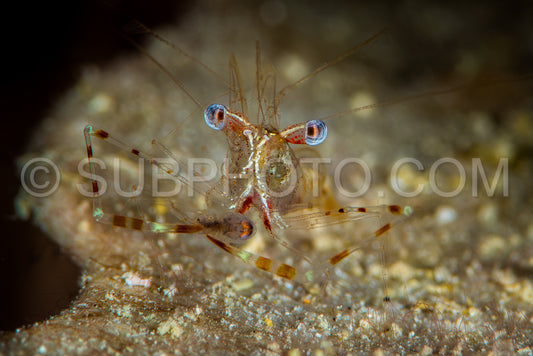 undetermined comensal shrimp feeding