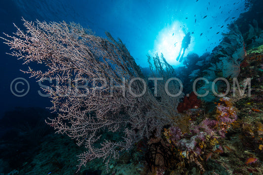 sea fan or gorgonian on the slope of a coral reef with visible water surface and fish and woman diver
