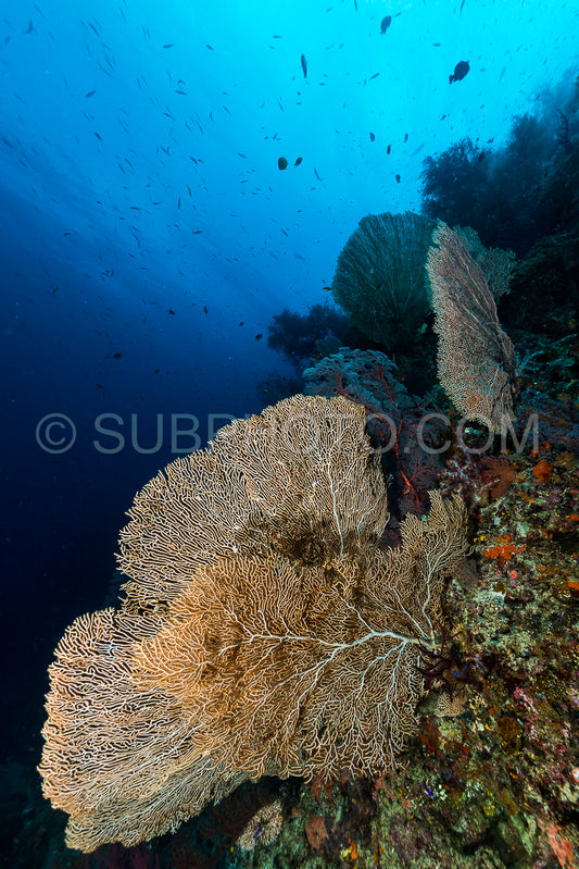 sea fan or gorgonian on the slope of a coral reef with visible water surface and fish and woman diver