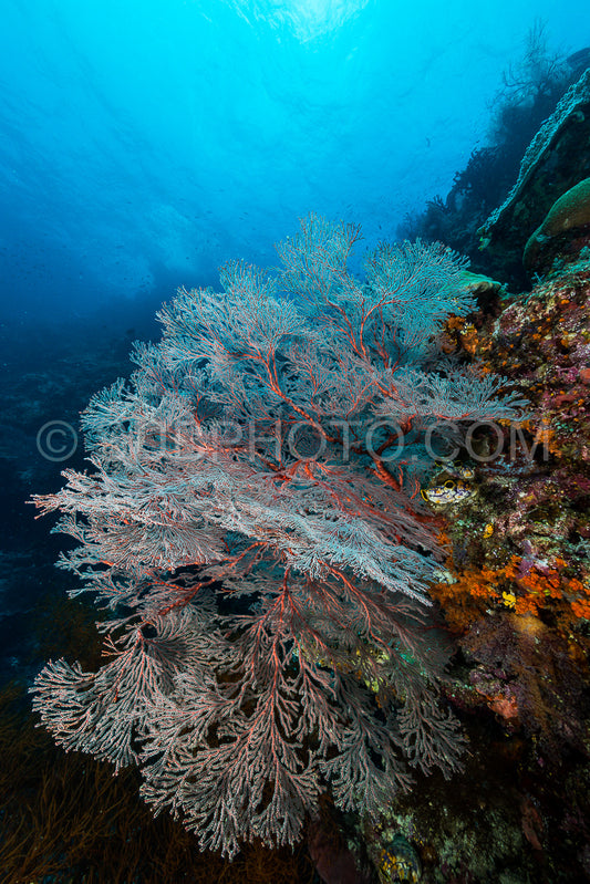 sea fan or gorgonian on the slope of a coral reef with visible water surface and fish