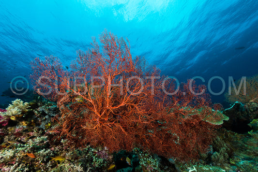 sea fan or gorgonian on the slope of a coral reef with visible water surface and fish