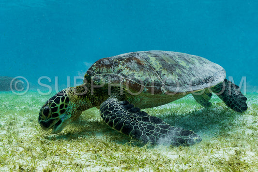 Hawksbill sea turtle feeding on sea weed grass in shallow water