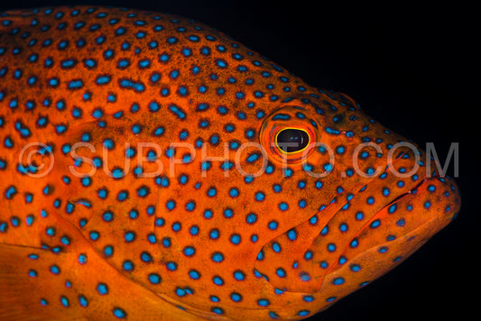 coral grouper on a coral reef