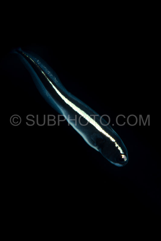 juvenile coral catfish or striped eel catfish or saltwater catfish