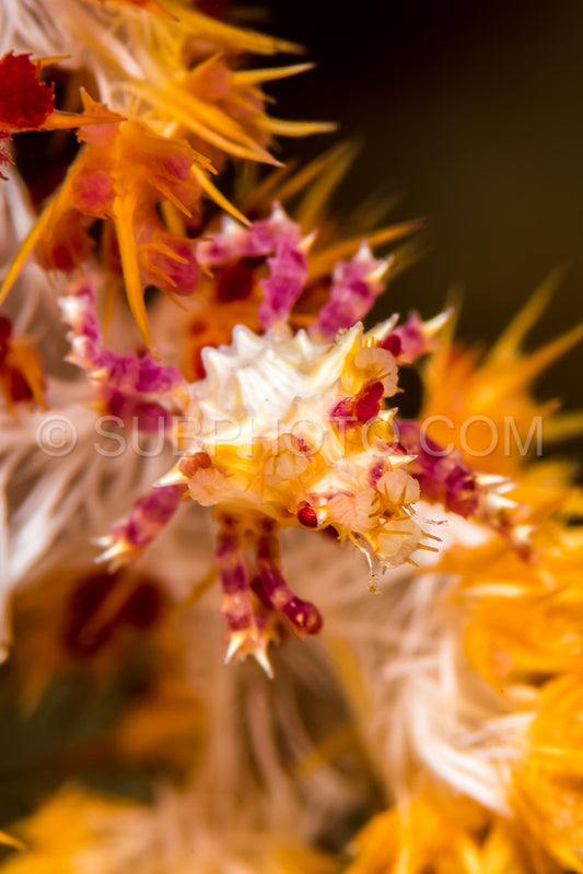 Photo de crabe de corail mou