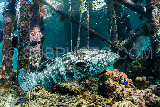 malabar grouper fish under a pier