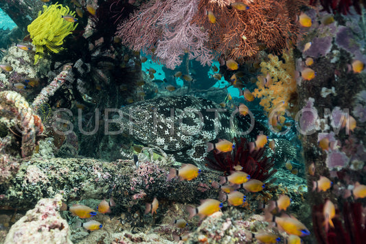 malabar grouper fish under a pier
