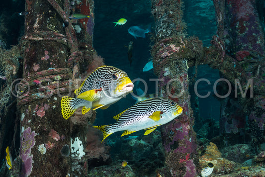 diagonal-banded sweetlips fish