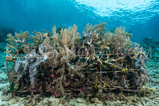 man-made artificial reef with metal struture and concrete to help marine life to recover destroyed area