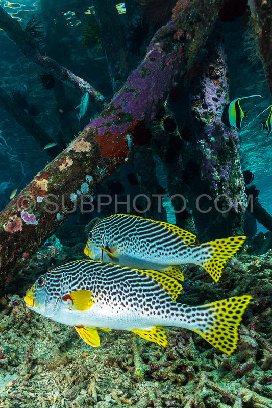 diagonal-banded sweetlips fish