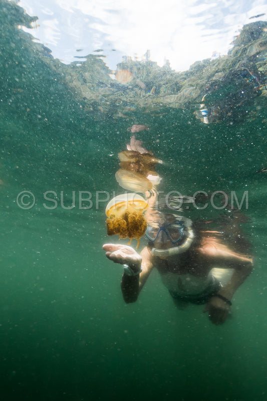woman snorkeling with Martigias Papua Jellyfish Jellyfish lake Misool Indonesia