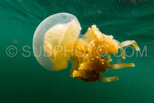 Martigias Papua Jellyfish Jellyfish lake Misool Indonesia