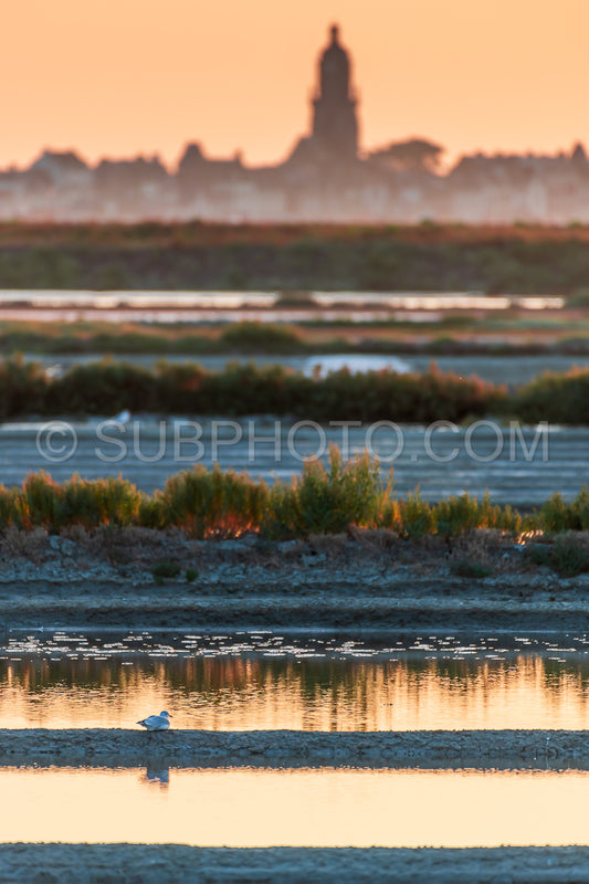 salt marsh at sunset