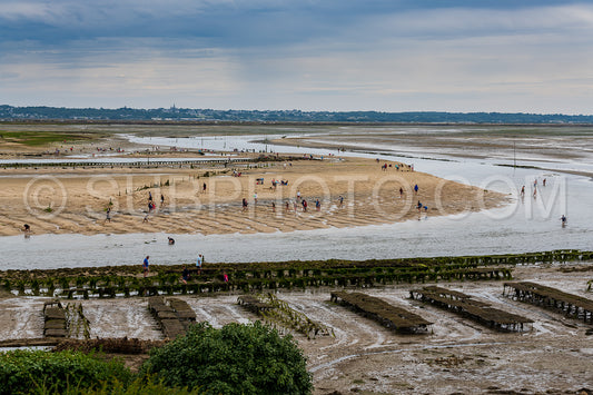 crowd of people harvesting shells at low tide in front of Guerande in the morning in the Traict