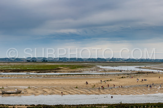 crowd of people harvesting shells at low tide in front of Guerande in the morning in the Traict