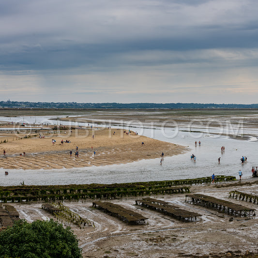 crowd of people harvesting shells at low tide in front of Guerande in the morning in the Traict