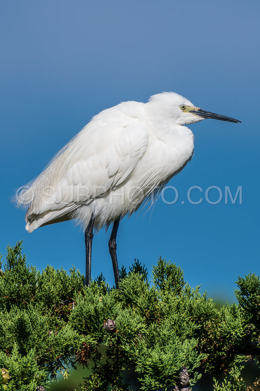 Photo de aigrette se reposant sur un pin