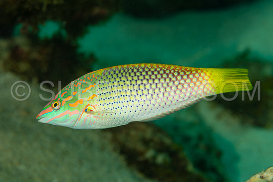checkerboard wrasse fish