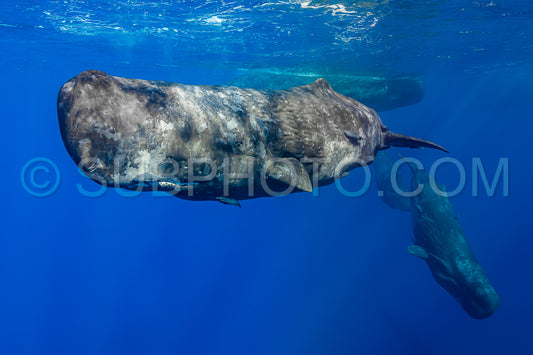 Photo de cachalot autour de l'île Maurice