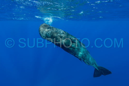 Photo de cachalot autour de l'île Maurice