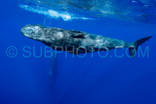 Photo de cachalot autour de l'île Maurice