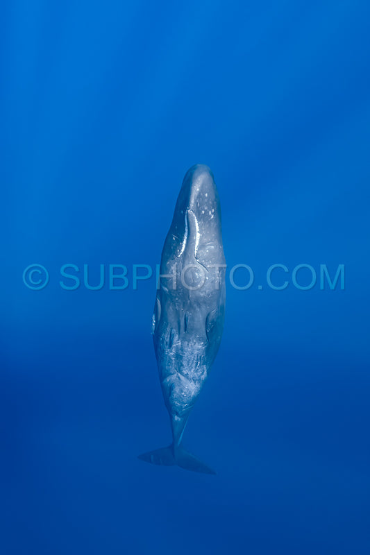 Photo de cachalot autour de l'île Maurice
