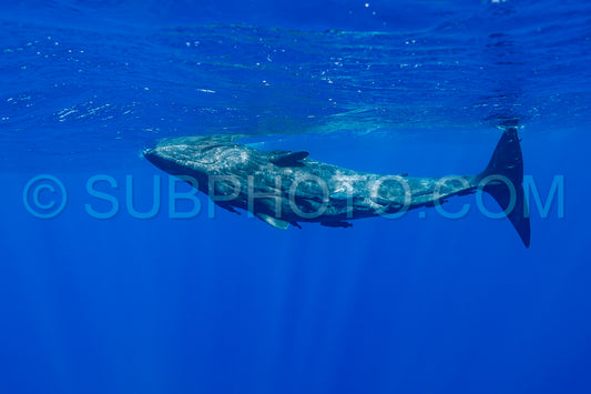 Photo de cachalot autour de l'île Maurice