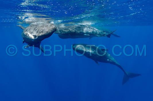 Photo de cachalot autour de l'île Maurice