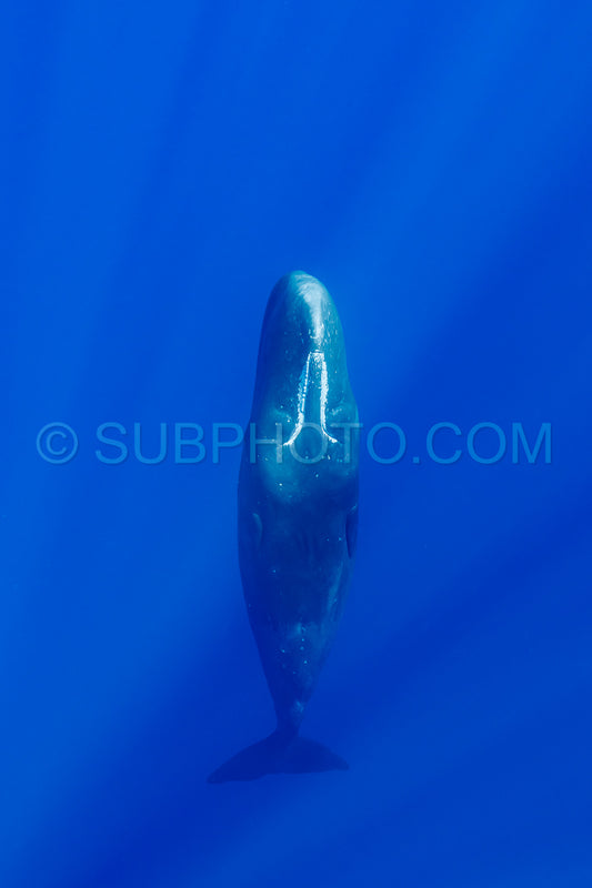 Photo de cachalot autour de l'île Maurice