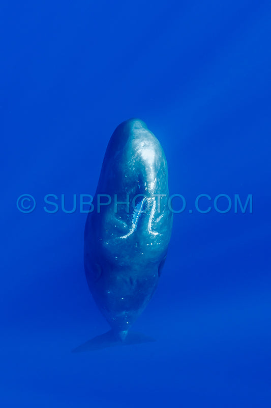 Photo de cachalot autour de l'île Maurice