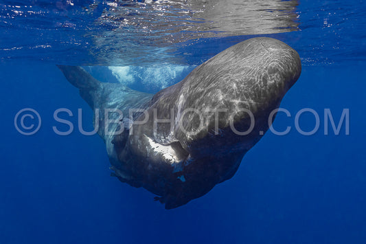 Photo de cachalot autour de l'île Maurice