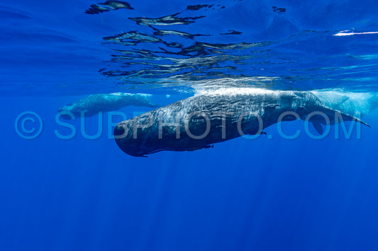 Photo de cachalot autour de l'île Maurice