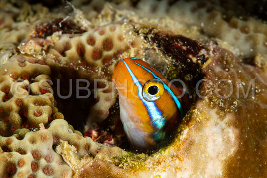 Photo de Fangblenny à bandes bleues (Plagiotremus rhinorhynchos)