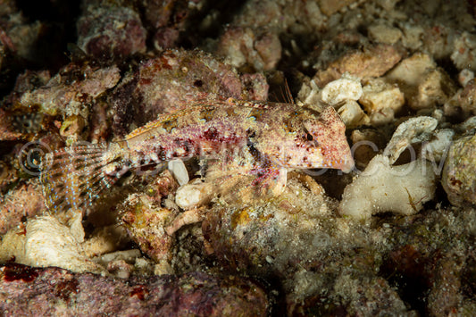 moyer's dragonet fish