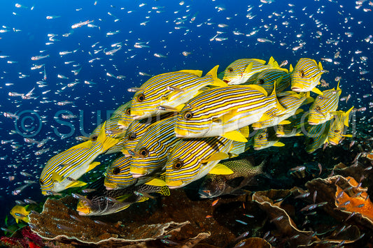 school of ribbon sweetlips
