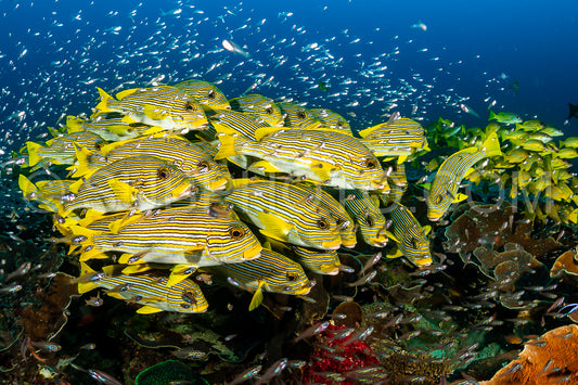 school of ribbon sweetlips