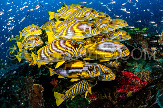 school of ribbon sweetlips