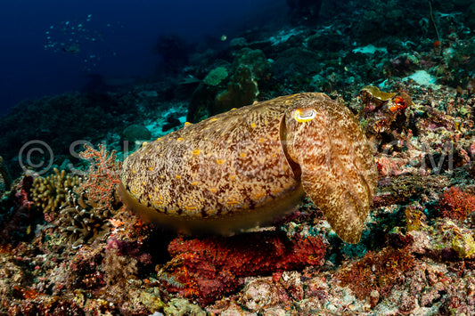 broadclub cuttlefish on a reef