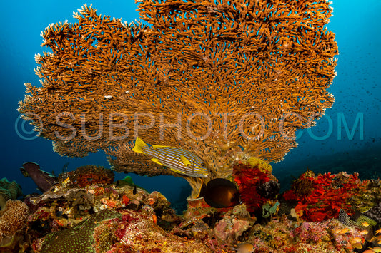 ribbon sweetlips and a mimic surgeonfish under hard coral