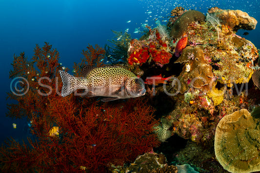 Photo de poisson à long bec (sweetlips)