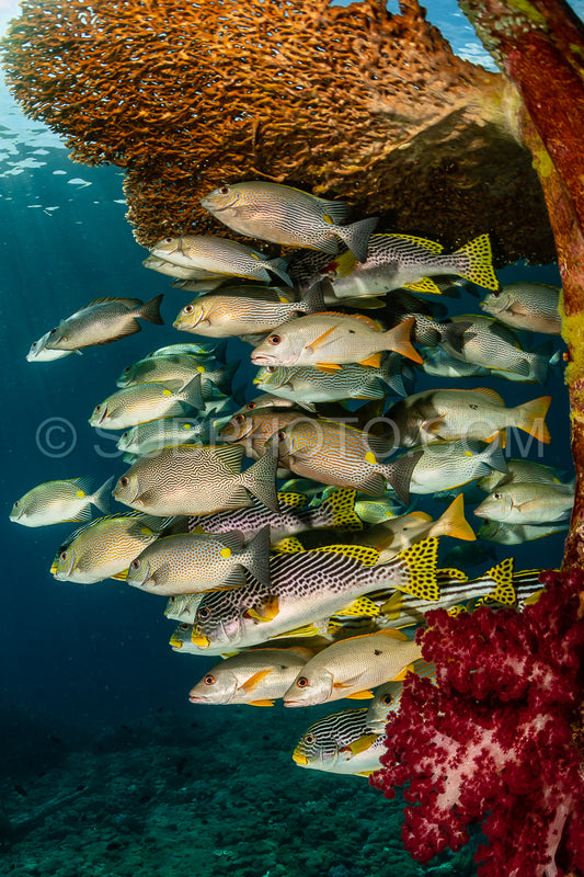 Photo de les nénuphars à bande diagonale avec le poisson-lapin vermiculé et le vivaneau à un point.