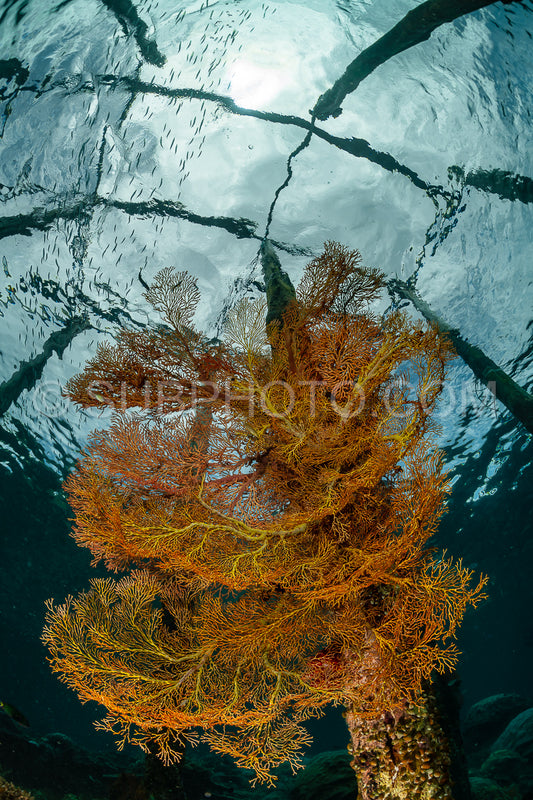 sea fan or gorgonian on a pier with visible water surface and fish