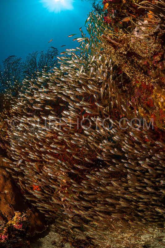 Photo de banc de poissons-verres à grandes épines sur un récif