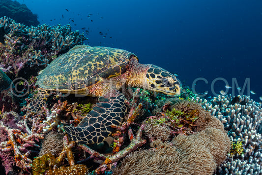 hawksbill sea turtle on a reef