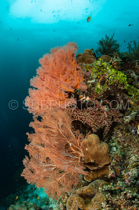 sea fan or gorgonian on the slope of a coral reef with visible water surface and fish