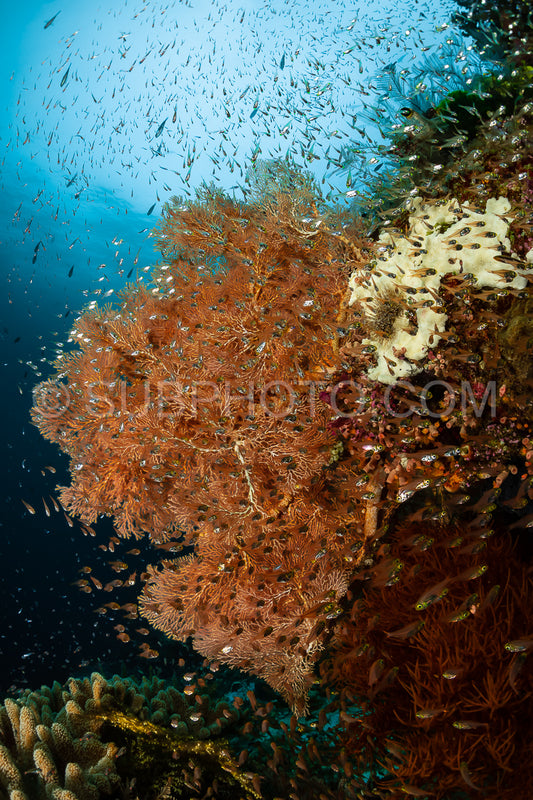 sea fan or gorgonian on the slope of a coral reef with visible water surface and fish