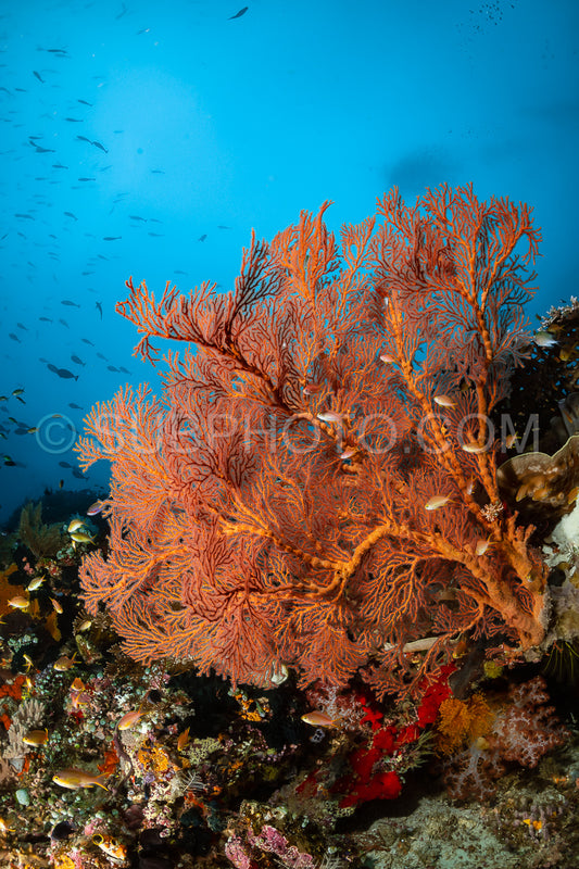 sea fan or gorgonian on the slope of a coral reef with visible water surface and fish