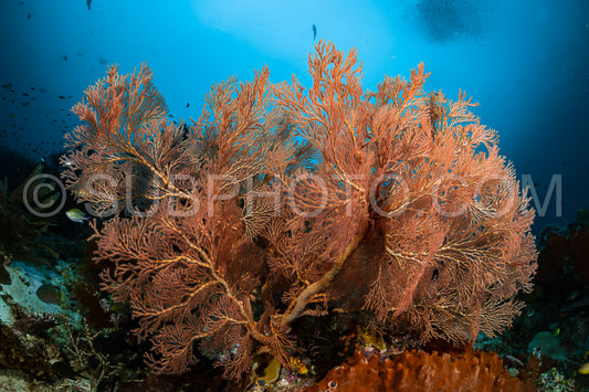 sea fan or gorgonian on the slope of a coral reef with visible water surface and fish
