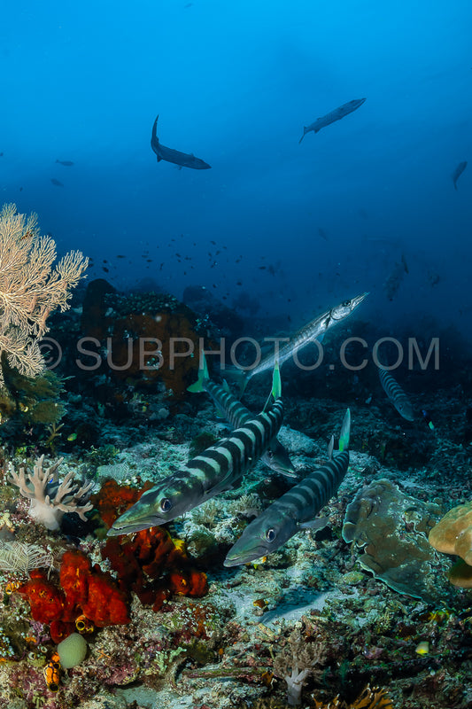 school of blackfin barracudas in the Rajat Ampat- Indonesia